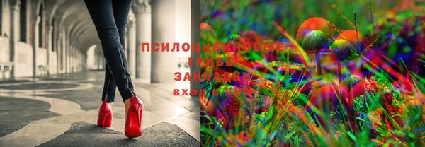 крисы Корсаков