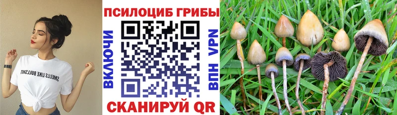 нарко площадка клад  купить наркотики сайты  Гусь-Хрустальный  Псилоцибиновые грибы Psilocybine cubensis 