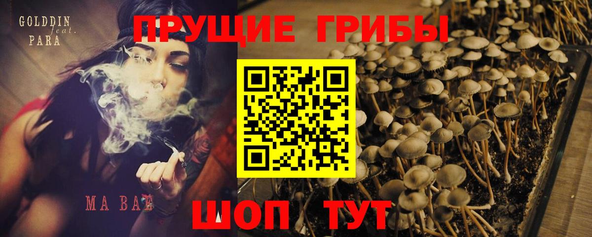 Галлюциногенные грибы Psilocybine cubensis Гусь-Хрустальный